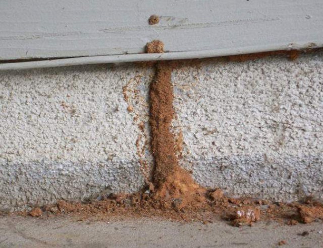 Termites - East Texas Termite And Pest Control